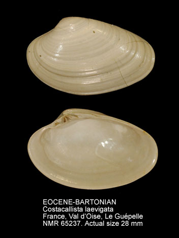 EOCENE-BARTONIAN Costacallista laevigata.jpg - EOCENE-BARTONIANCostacallista laevigata(Lamarck,1806)